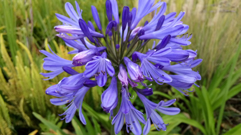 A Midnight Blue agapanthus in bloom in a garden bed.
