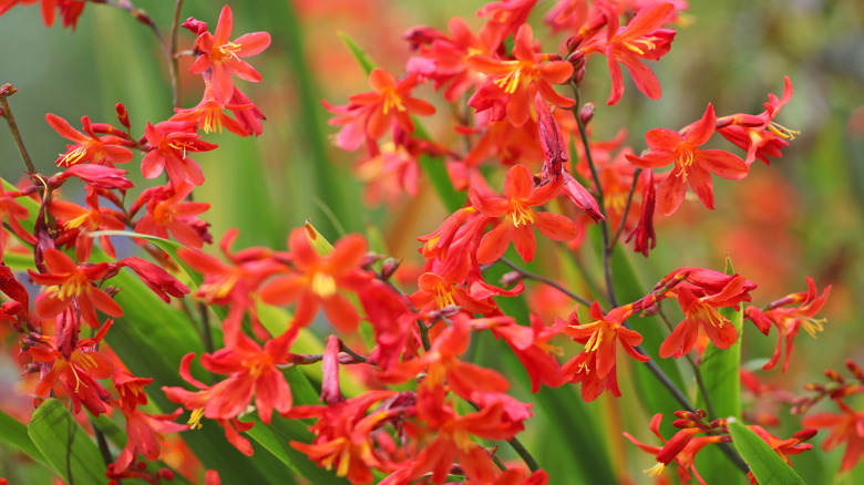 Vibrant red montbretia flowers blooming in a garden.