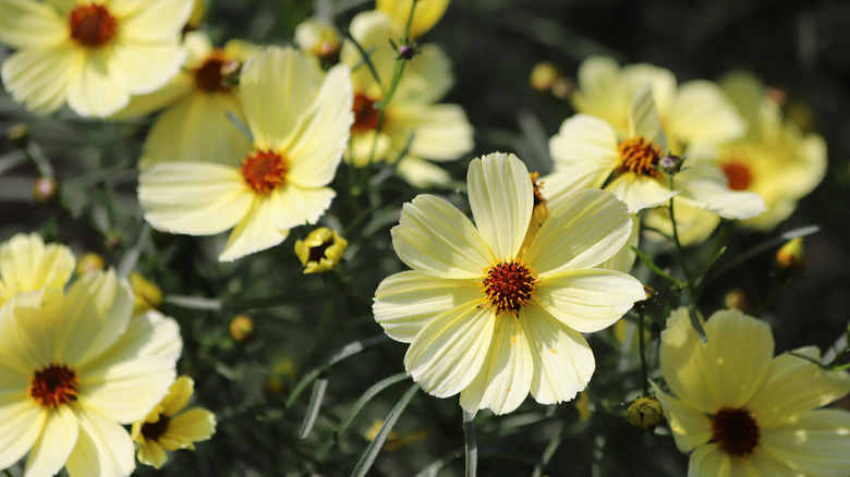 Pale yellow 'Moonbeam' threadleaf tickseed flowers in bloom.
