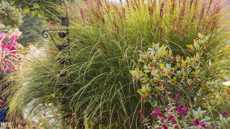 'Morning Light' maiden grass growing in a garden with lots of other plants.