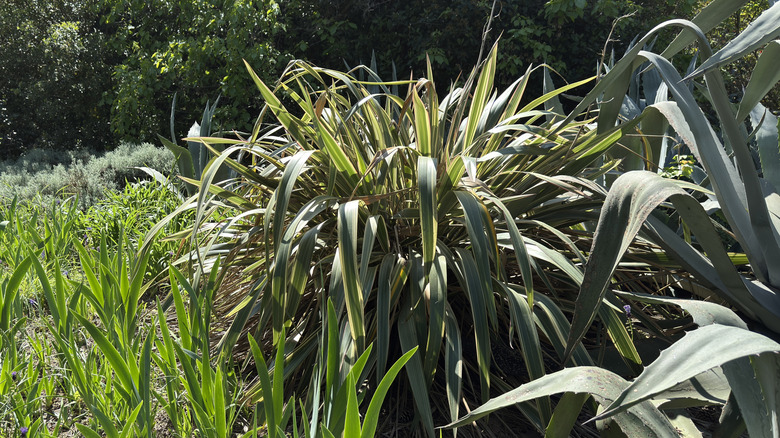 The sword-like leaves of New Zealand flax growing in a large garden.