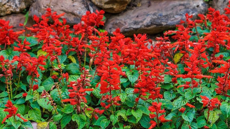 An orange-flowered anise hyssop in full bloom growing in a rock garden.