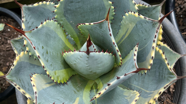 Parry's agave growing in a black nursery pot.