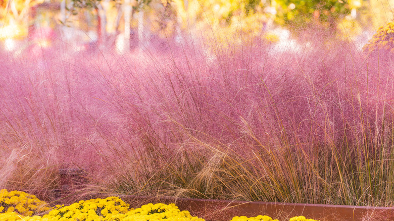 Pink muhly grass growing in a garden bed.