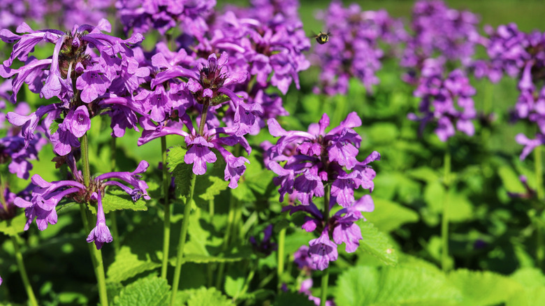 Purple betony flowers blooming in a garden in full sun with a bee visiting the flowers.