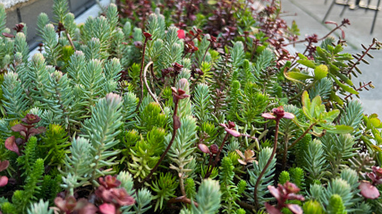 Various types of stonecrop growing in a raised garden bed beside a pool deck.