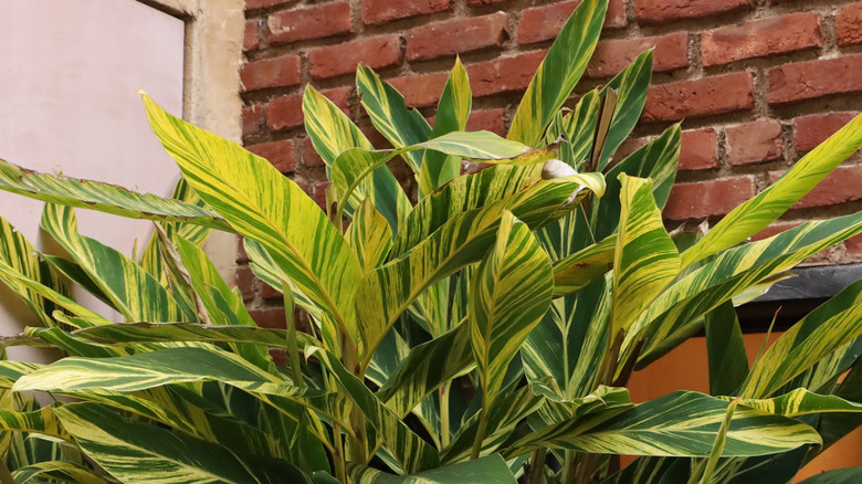Yellow and green streaked leaves of variegated shell ginger growing against a house's brick exterior.