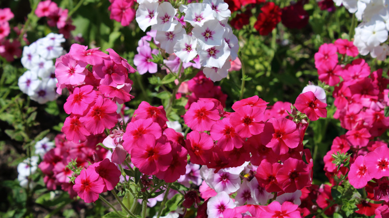 Dark and light pink annual phlox flowers