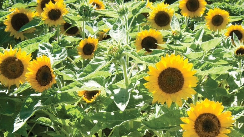 Large yellow blooms of Big Smile sunflower