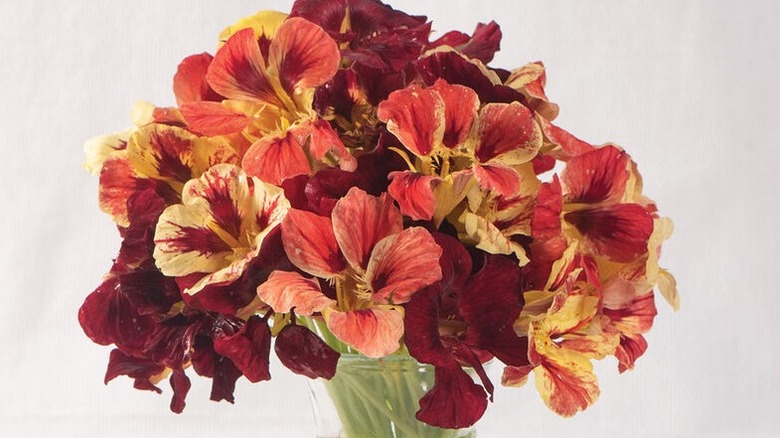 Red and cream flowers of 'Bloody Mary' nasturtium