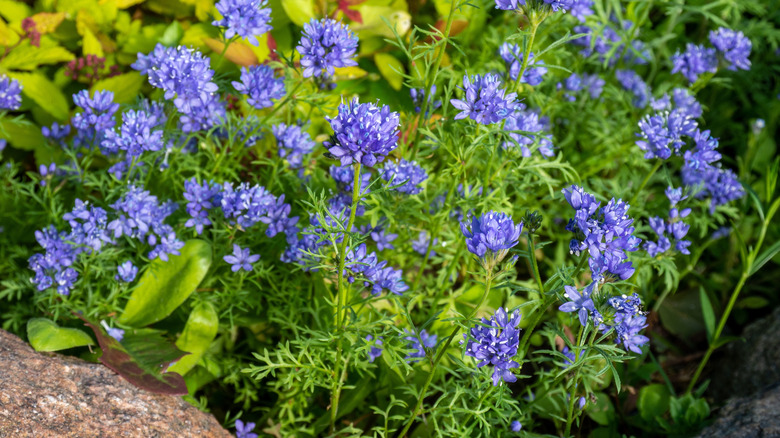 Blue blooms of blue thimble flower in a garden