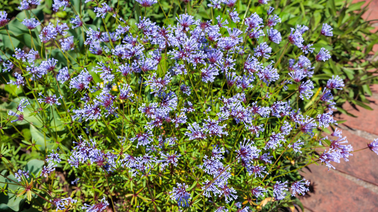 Lilac flowers of blue woodruff in bloom