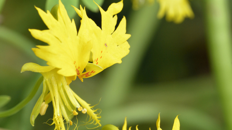 Vibrant yellow flower of Canary Creeper