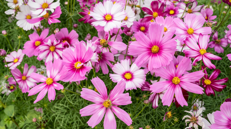 Bright pink cosmos flowers in bloom