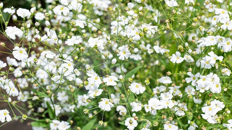 White flowers of 'Covent Garden' baby's breath