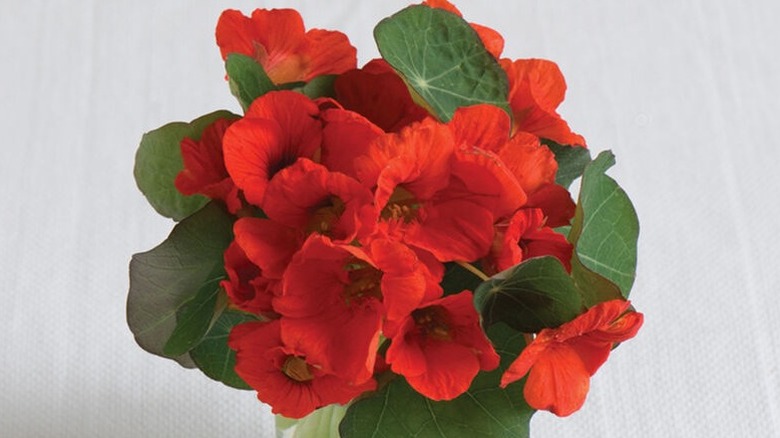 Small red flowers of 'Empress of India' nasturtium