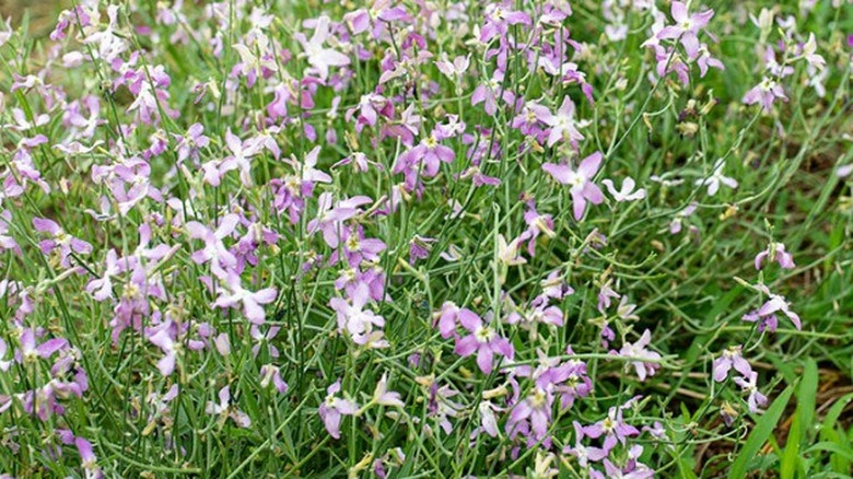 White lilac flowers of evening-scented stock