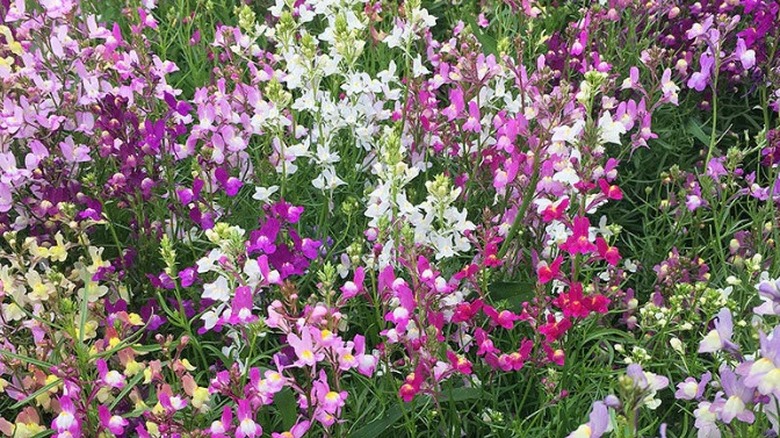 Colorful blooms of 'Fairy Bouquet' linaria
