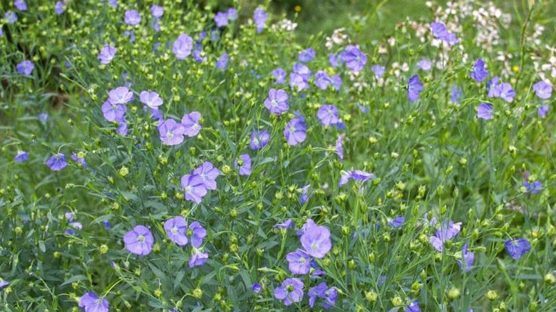 Blue flowers of flax receiving sunlight in garden