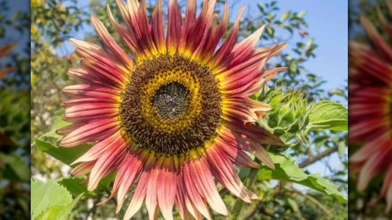 A 'Gypsy Charmer' sunflower in bloom