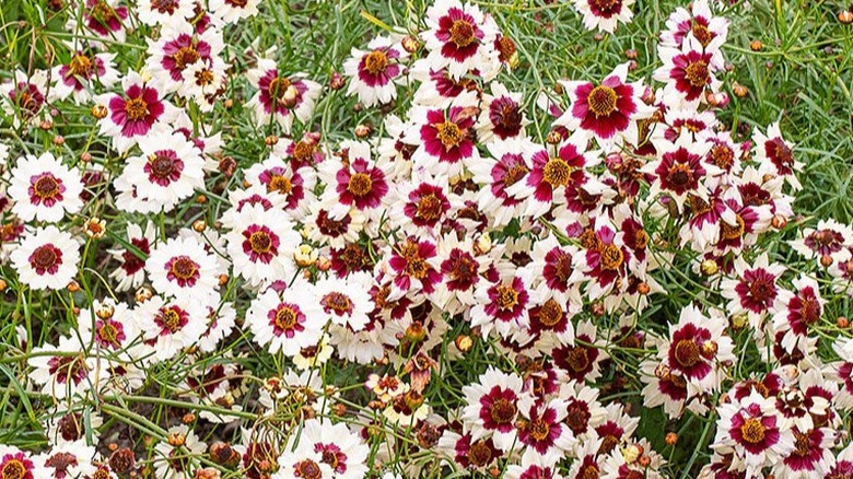 Red-centered white flowers of 'Incredible! Swirl' coreopsis