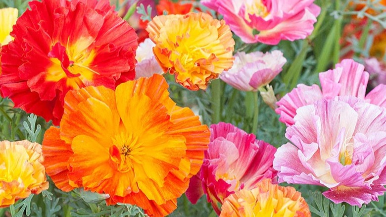 Colorful flowers of 'Jelly Beans' California poppy in bloom