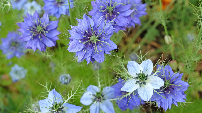 Blue Love-in-a-Mist flowers in a garden