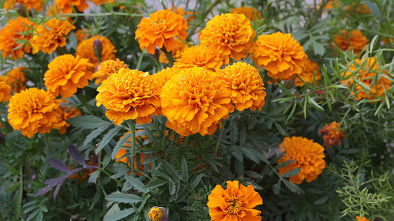 Orange marigold flowers blooming in the garden