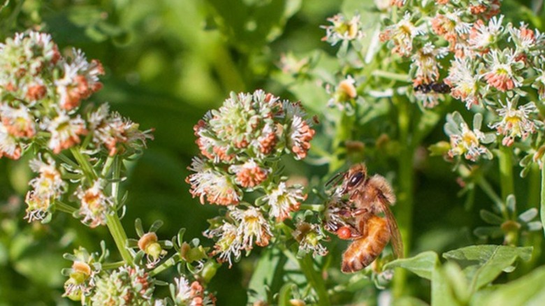 Bee drinking nectar from a Mignonette 'Machet' flower