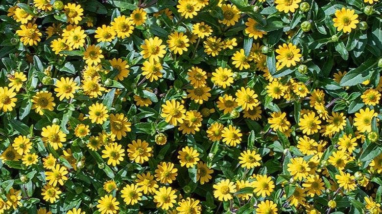Beautiful yellow flowers of 'Million Suns' creeping zinnia