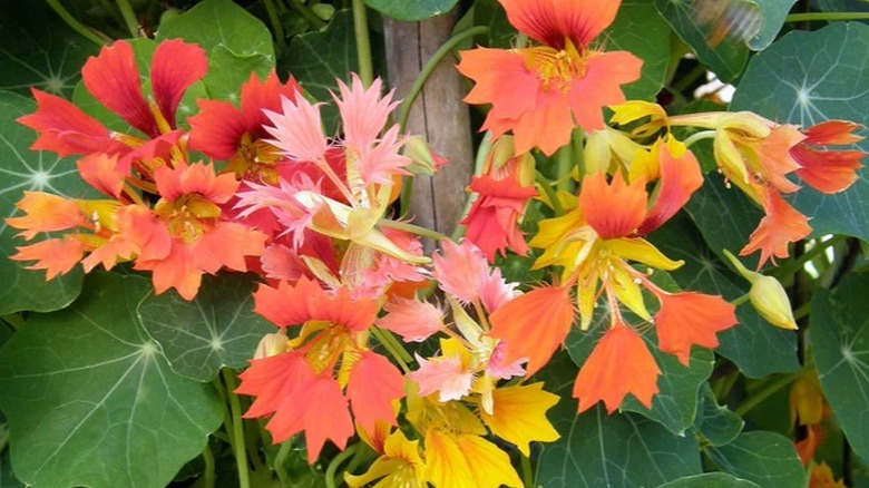 Split-petaled flame-like flowers of 'Phoenix' nasturtium