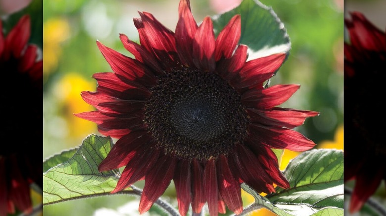 Vibrant red petals of ProCut Red sunflower