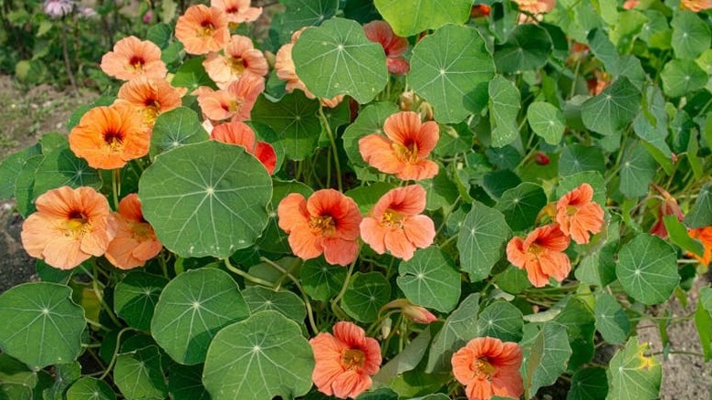 'Salmon Baby' nasturtium blooming amidst large green leaves