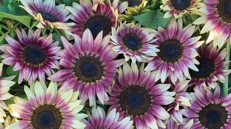 Large 'Strawberry Blonde' sunflowers in bloom