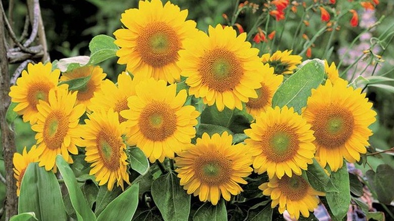'Sunrich Gold' sunflower in bloom in a garden