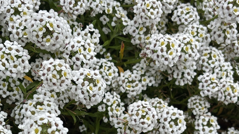 White flowers of sweet alyssum growing in clusters
