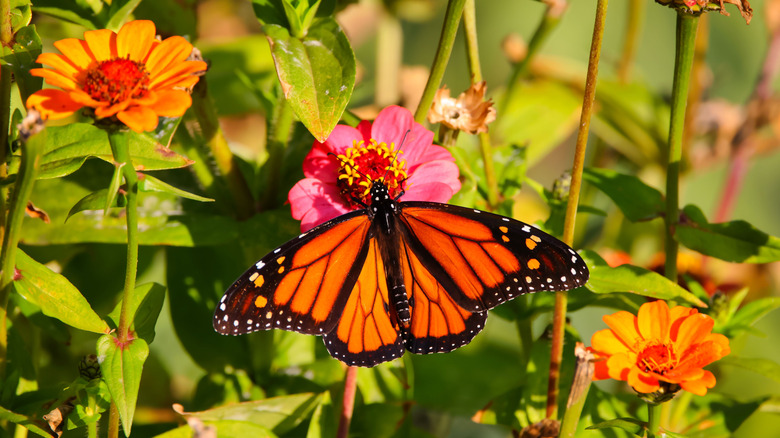 A butterfly drinking nectar from colorful zinnia flowers