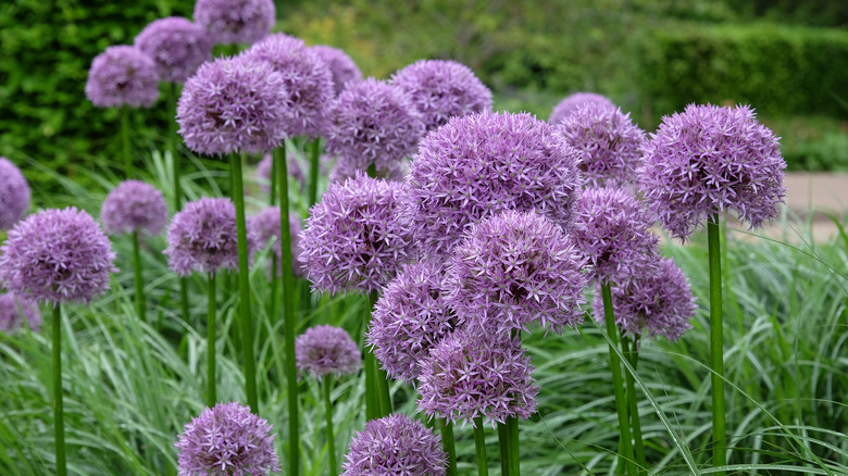 Purple allium flowers growing in clusters