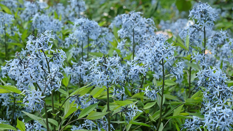 Powder blue flowers of blue star
