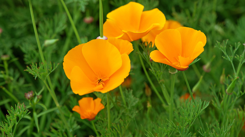 Orange blooms of California poppy
