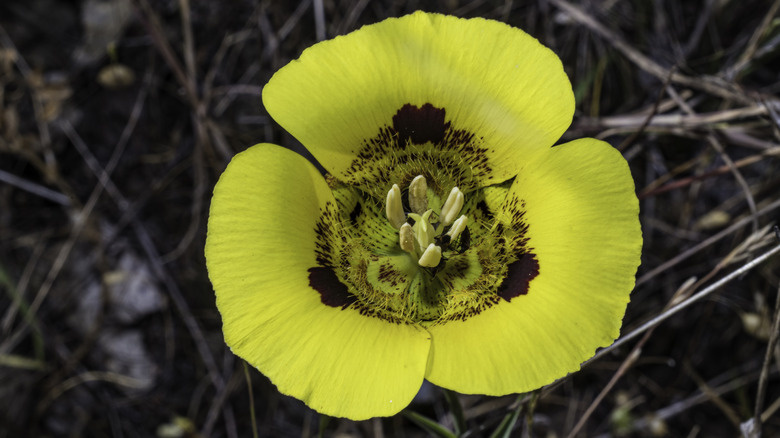 Yellow calochortus flower in bloom