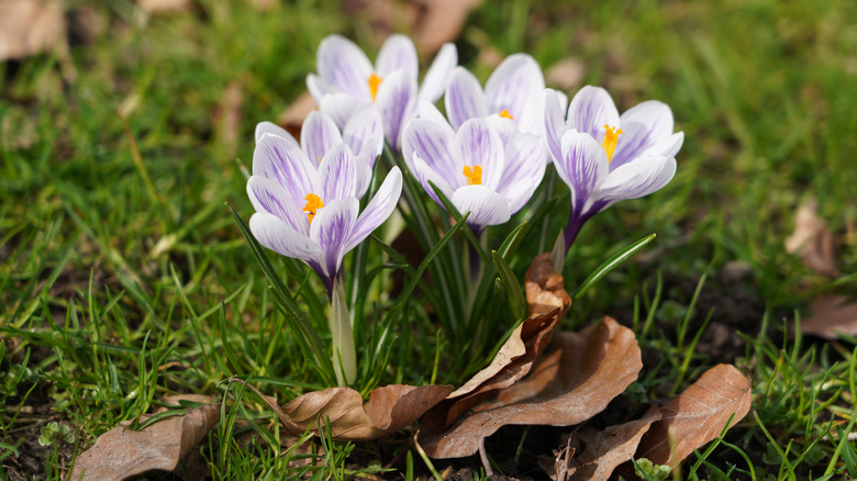 White crocus flowers with lavender stripes