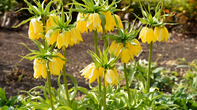 Yellow crown imperial flowers growing in garden