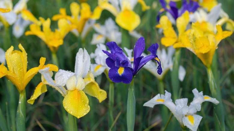 Blue and yellow flowers of Dutch iris