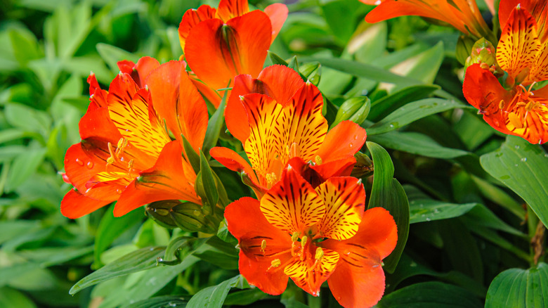 Orange freesia flowers in bloom
