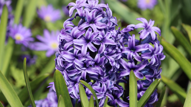 Purple garden hyacinth flowers growing in garden