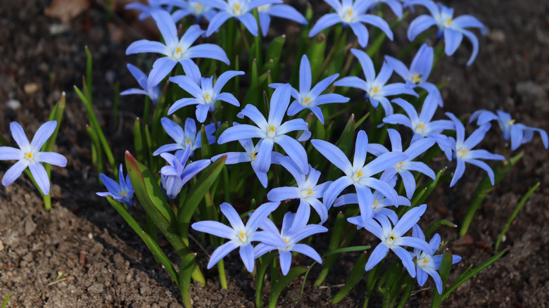 Blue flowers of glory-of-the-snow in bloom