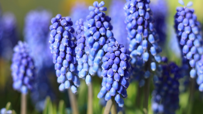 Pretty blue flowers of grape hyacinth