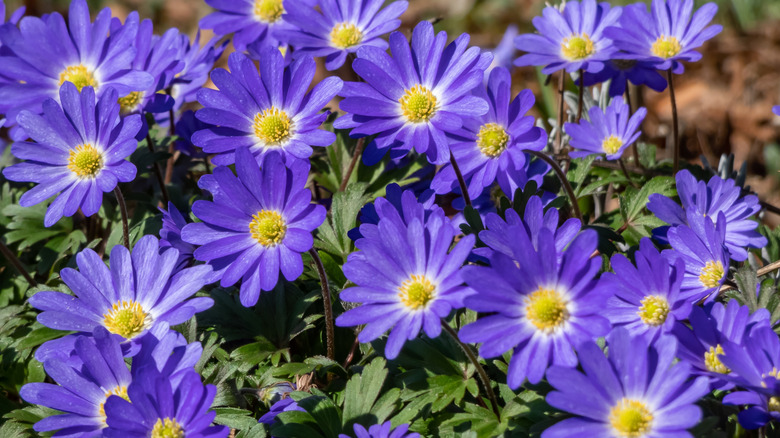 Blue flowers of Grecian windflower in bloom