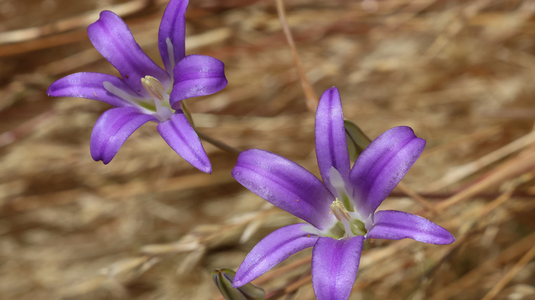 Velvety purple flowers of harvest brodiaea